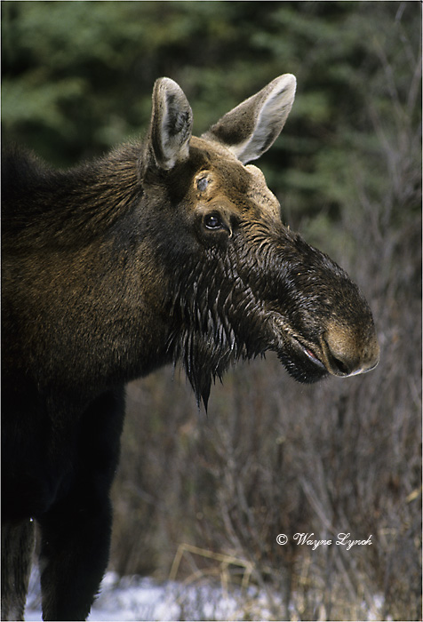 Bull Moose 116 by Dr. Wayne Lynch &copy;